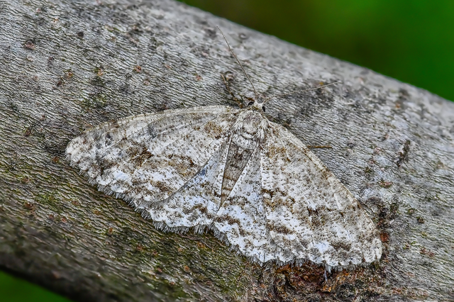 Ectropis crepuscularia - avararaszoló