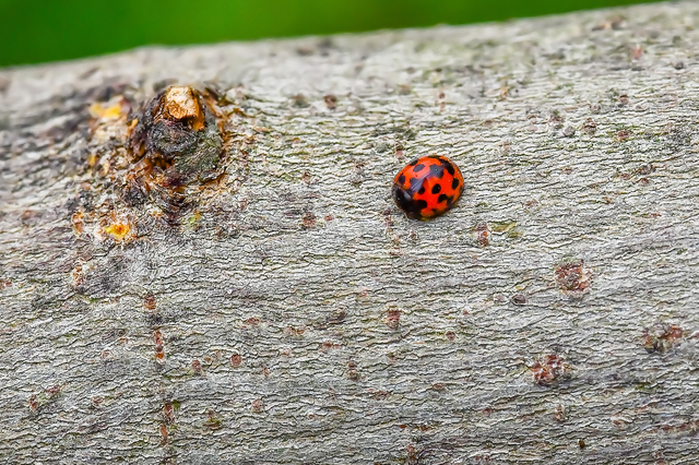 Subcoccinella vigintiquatuorpunctata - lucernaböde