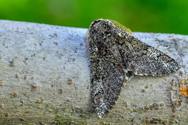 Biston strataria - barnapettyes araszoló