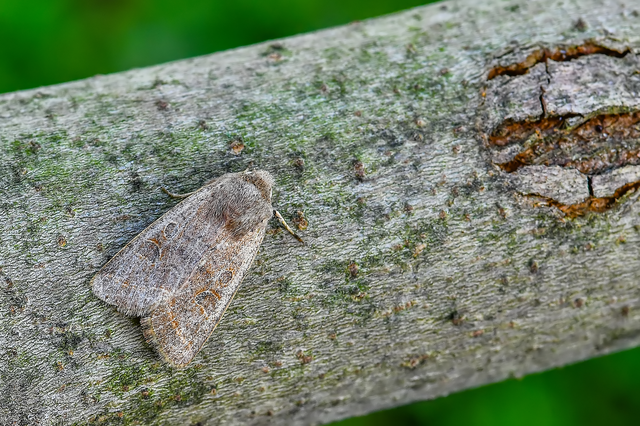 Orthosia populeti - nyárfa-barkabagoly