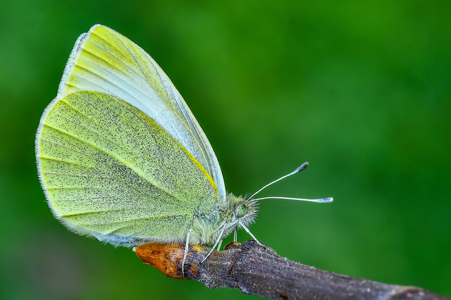 Pieris rapae - répalepke