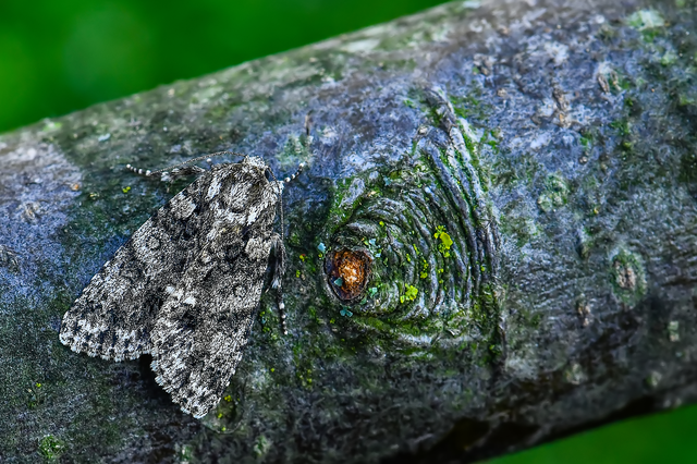 Acronicta rumicis - sóska-szigonyosbagoly