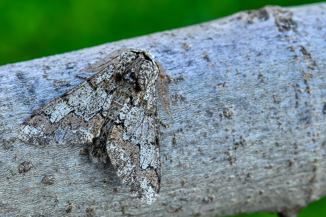 Biston strataria - barnapettyes araszoló