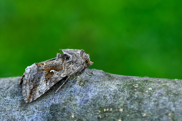 Autographa gamma - gammalepke