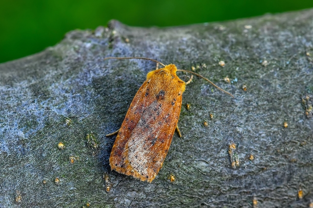 Conistra rubiginea - vörös őszibagoly