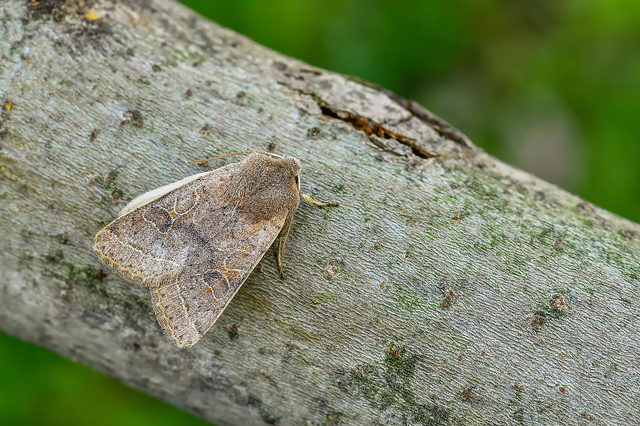 Orthosia cerasi - közepes barkabagoly