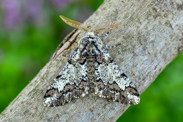 Biston strataria - barnapettyes araszoló
