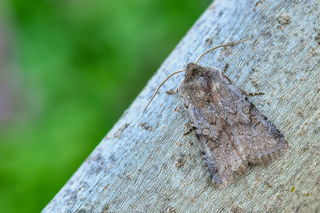 Cerastis rubricosa - vörhenyes tavaszibagoly