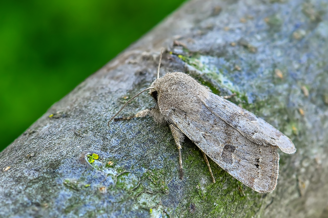 Orthosia populeti - nyárfa-barkabagoly