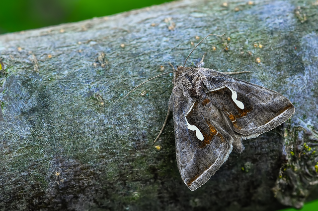 Macdunnoughia confusa - cseppfoltos ezüstbagoly