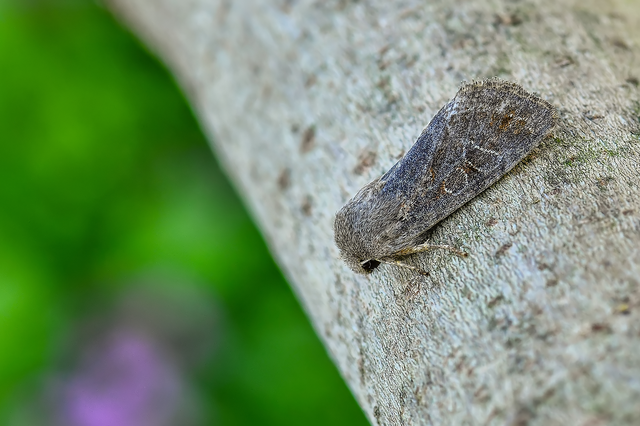 Orthosia populeti - nyárfa-barkabagoly