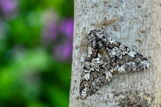 Biston strataria - barnapettyes araszoló