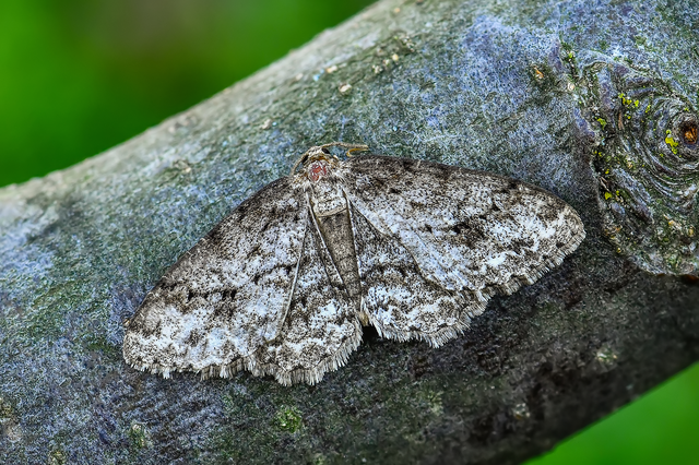 Ectropis crepuscularia - avararaszoló