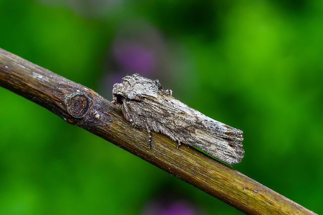 Egira conspicillaris - változékony szürkebagoly