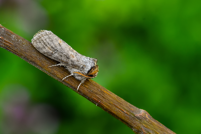 Asphalia ruficollis - vörösnyakú pihésszövő