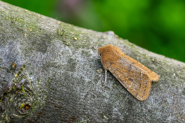 Orthosia cerasi - közepes barkabagoly