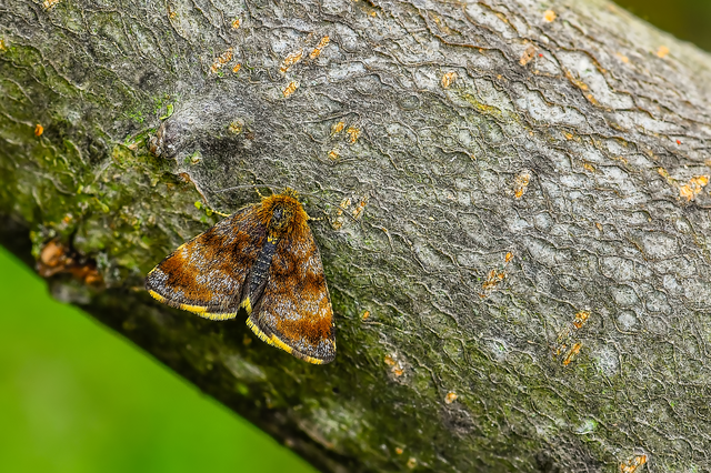 Panemeria tenebrata - apró sárgabagoly