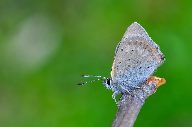 Lycaena phlaeas - közönséges tűzlepke