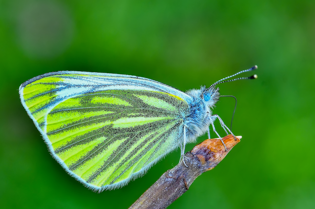 Pieris napi - repcelepke