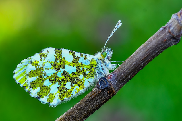 Anthocharis cardamines - hajnalpírlepke