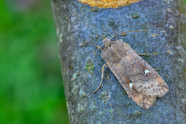 Eupsilia transversa - holdacskás télibagoly