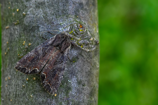 Lacanobia suasa - tarka kertibagoly