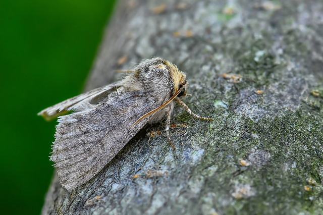 Asphalia ruficollis - vörösnyakú pihésszövő