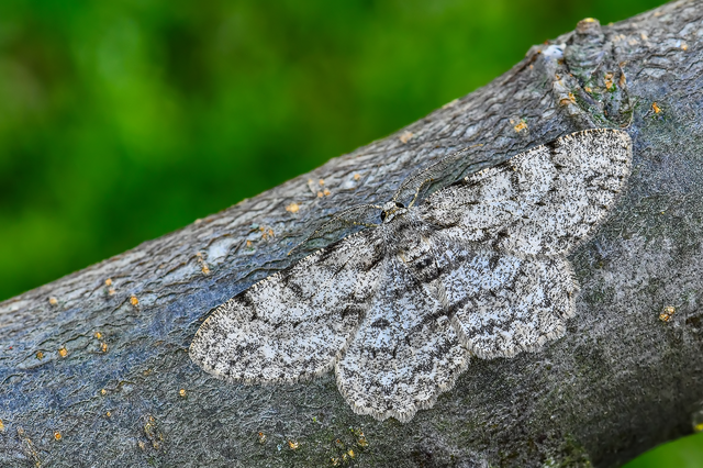 Hypomecis punctinalis - pettyes faaraszoló