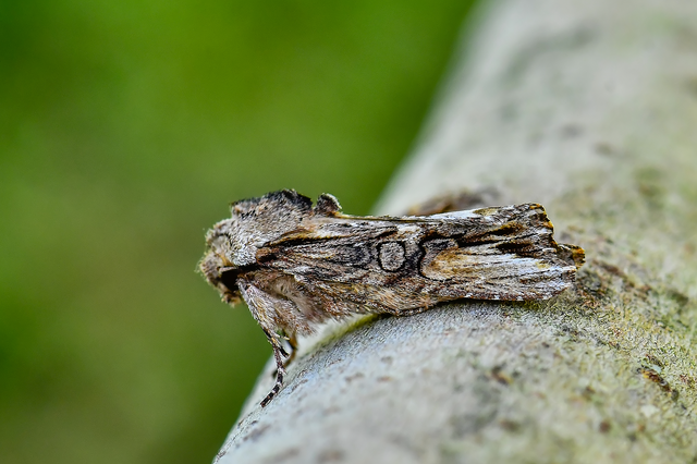 Egira conspicillaris - változékony szürkebagoly