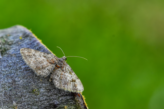 Gymnoscelis rufifasciata - vöröscsíkos törpearaszoló