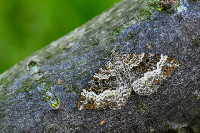 Epirrhoe alternata - galaj-tarkaaraszoló