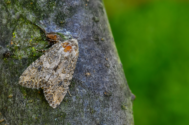 Hadula trifolii - lóherebagoly