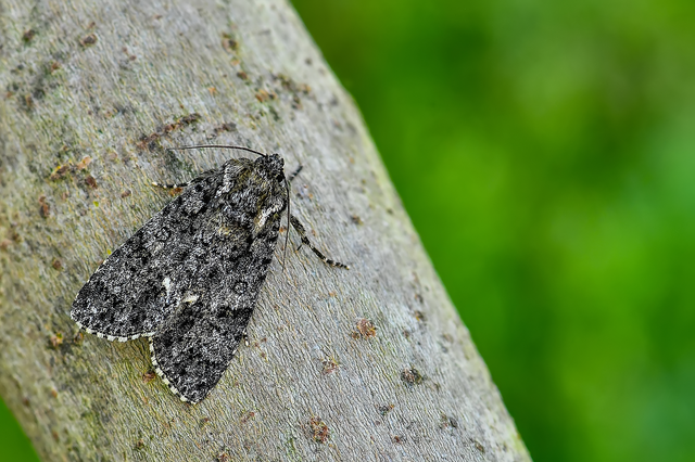 Acronicta rumicis - sóska-szigonyosbagoly