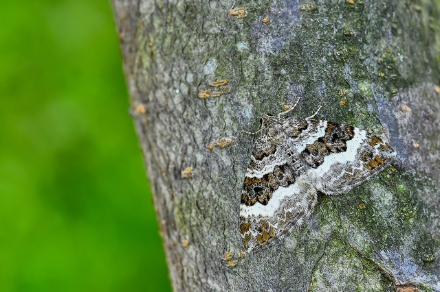 Epirrhoe alternata - galaj-tarkaaraszoló
