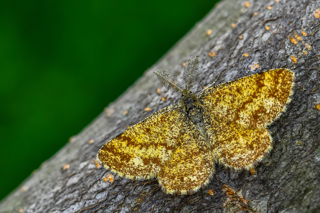 Ematurga atomaria - barna rétiaraszoló