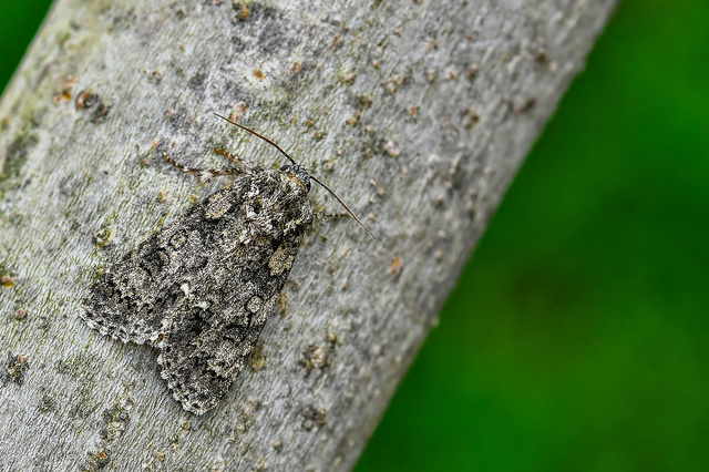 Acronicta rumicis - sóska-szigonyosbagoly