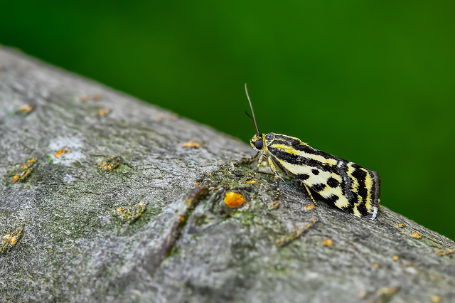 Emmelia trabealis - zebrabagoly