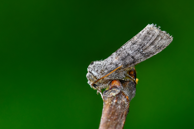 Asphalia ruficollis - vörösnyakú pihésszövő