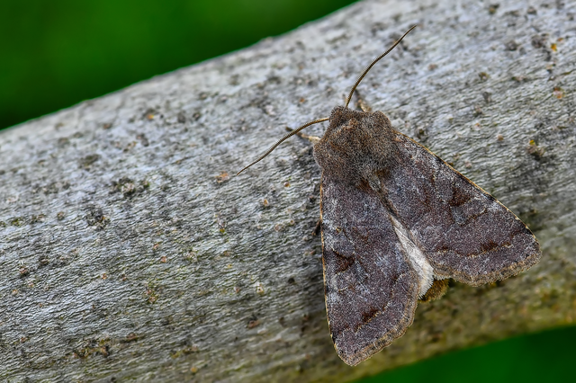 Orthosia incerta - változékony barkabagoly