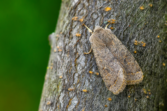 Orthosia cerasi - közepes barkabagoly
