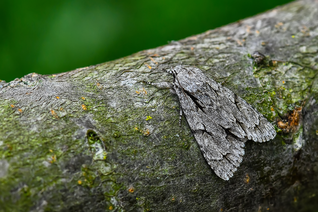 Acronicta cuspis/tridens/psi