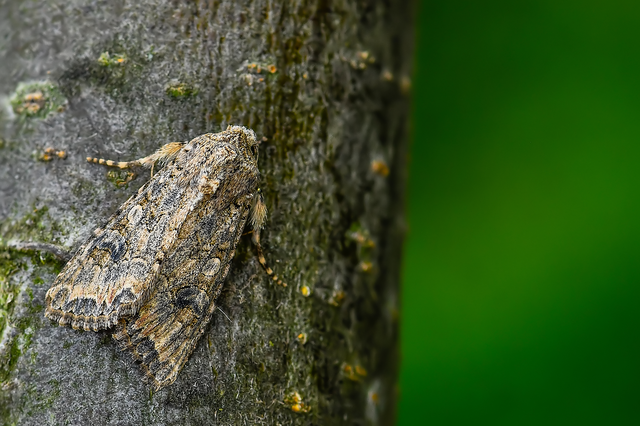 Hadula trifolii - lóherebagoly