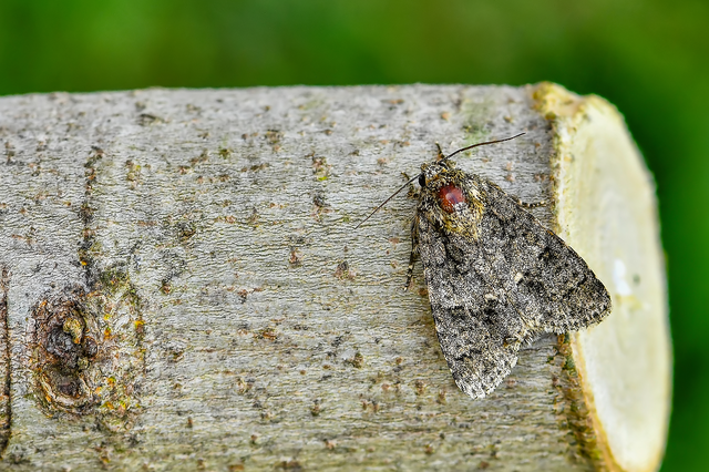 Acronicta rumicis - sóska-szigonyosbagoly
