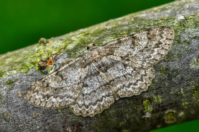 Hypomecis punctinalis - pettyes faaraszoló