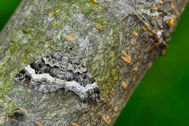 Epirrhoe alternata - galaj-tarkaaraszoló