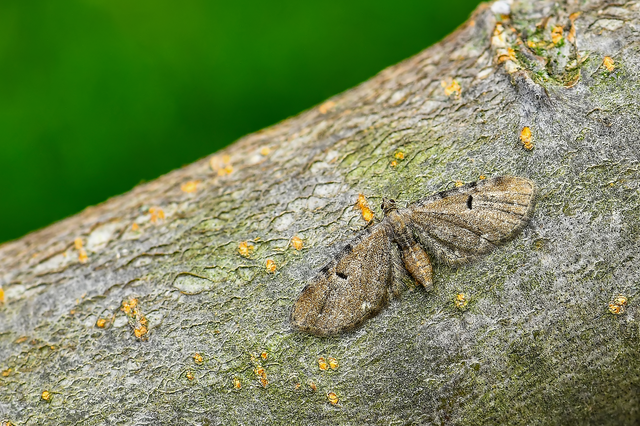 Eupithecia absinthiata - üröm-törpearaszoló