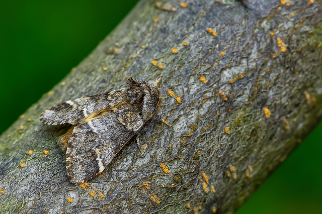 Drymonia dodonea - bélyeges púposszövő