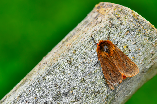 Phragmatobia fuliginosa - füstös medvelepke