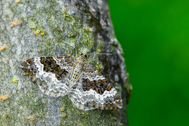 Epirrhoe alternata - galaj-tarkaaraszoló