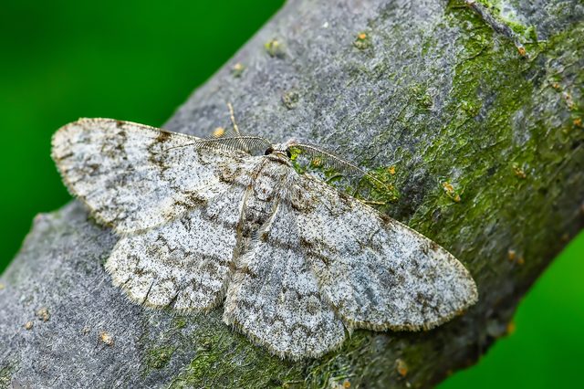 Hypomecis punctinalis - pettyes faaraszoló